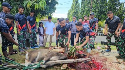 Lanal Ternate Qurban 7 Ekor Sapi di Idul Adha 1446 Hijriah