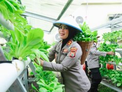 Panen Sayur Pakcoi, AKBP Anita sebut Polres Ternate Dukung Program Ketahanan Pangan