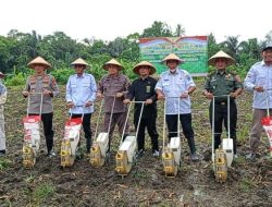Wakil Bupati Halsel Ikut Penanaman Jagung Kuartal IV Serentak Seluruh Indonesia