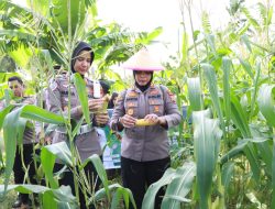 Panen Jagung Perdana, Polres Ternate dan Pemuda Muhammadiyah Komitmen Lanjutkan