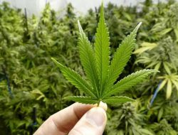 Pemuda Morotai Diringkus Polda saat Ambil Paket Ganja dari JNE