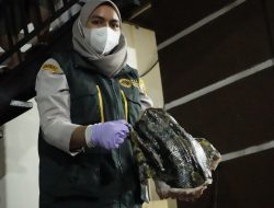 Ratusan Kilo Daging Babi hingga Kelelawar Tak Miliki Izin Disita