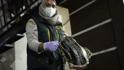 Ratusan Kilo Daging Babi hingga Kelelawar Tak Miliki Izin Disita