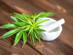 Satu Pemuda di Halmahera Tengah Diamankan, Polda juga Sita 545 Gram Ganja