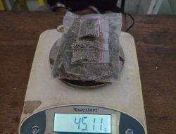 Polres Halmahera Tengah Ungkap 45,11 Gram Ganja, Terduga Pelaku Diamankan