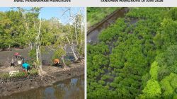 Kolaborasi NHM dan Masyarakat Hijaukan Kembali Pesisir Kao melalui Program Mangrove Berkelanjutan