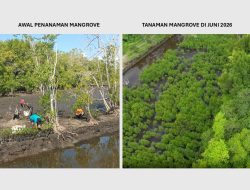 Kolaborasi NHM dan Masyarakat Hijaukan Kembali Pesisir Kao melalui Program Mangrove Berkelanjutan