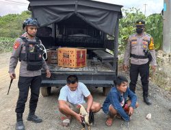 Judi Sabung Ayam di Halmahera Tengah Kembali Diungkap, Lima Terduga Pelaku Diamankan