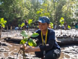 Mahasiswa KKN UGM dan Harita Nickel Tanam 380 Bibit Mangrove di Desa Soligi