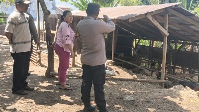 Polres Ternate Menindaklanjuti Keluhan Warga terkait Kandang Ternak Milik Oknum Polisi
