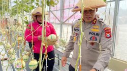 Manfaatkan Lahan Terbatas untuk Hidroponik, Kapolda Maluku Utara Panen Melon Perdana di Sofifi