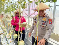 Manfaatkan Lahan Terbatas untuk Hidroponik, Kapolda Maluku Utara Panen Melon Perdana di Sofifi