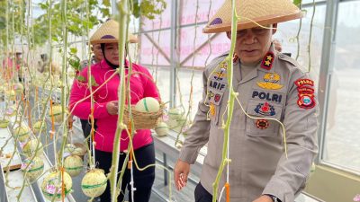 Manfaatkan Lahan Terbatas untuk Hidroponik, Kapolda Maluku Utara Panen Melon Perdana di Sofifi