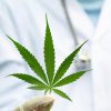 Diduga Edarkan 16,35 Gram Ganja, Polda Maluku Utara Tangkap Seorang Pria di Halmahera Tengah